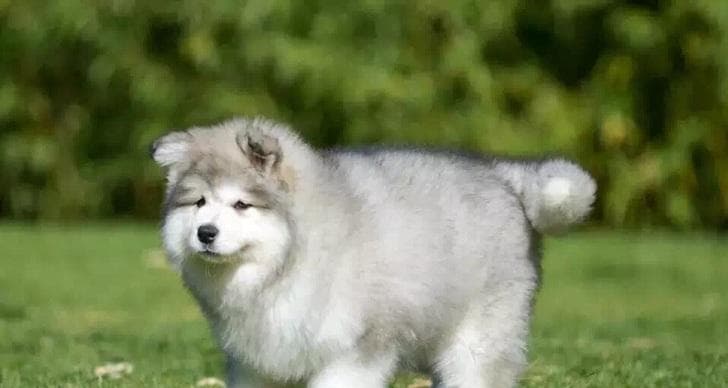 阿拉斯加犬的日常狗粮摄入量及注意事项（每天应该吃多少狗粮？）