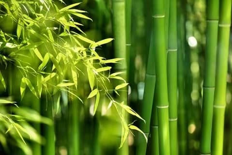 慧能大师讲解《摩诃般若波罗蜜法》原文及释义