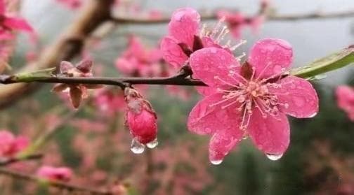 王维的《田园乐（其六）》写出静中之趣，给人宁静安详的田园之乐
