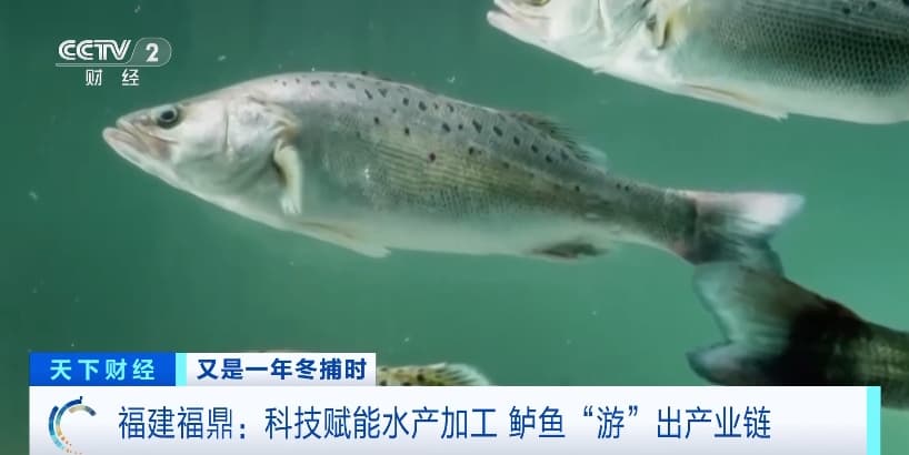 3秒处理一条鱼！科技赋能水产加工，福建福鼎鲈鱼“游”出产业链