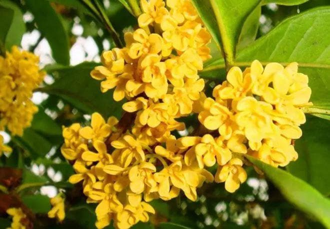 桂花飘香季，桂花的四大品种丹桂、银桂、金桂、四季桂，你分得清吗？