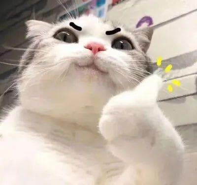 为什么要给猫咪吃好的猫粮？随便吃吃不就得了