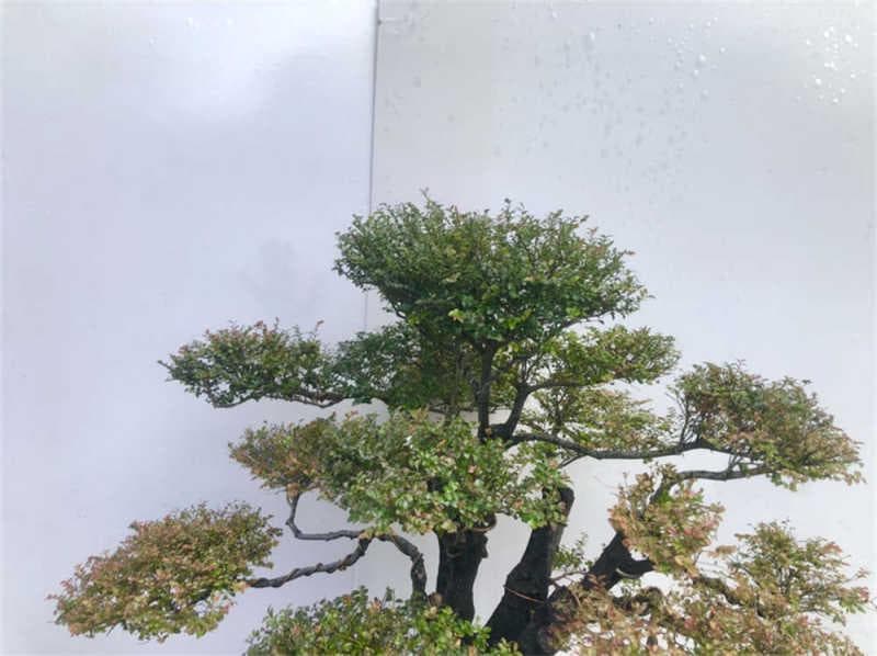 小叶紫檀的养殖方法和注意事项