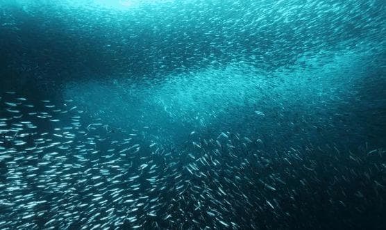沙丁鱼风暴：揭秘南部非洲壮观的海洋生物迁徙