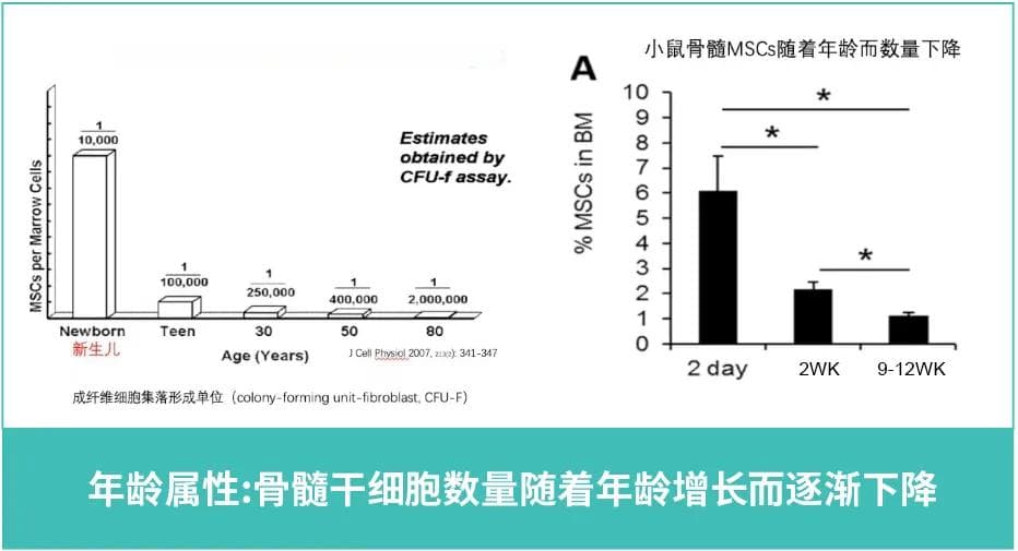 细说骨髓、脐带、脂肪3种来源干细胞的区别