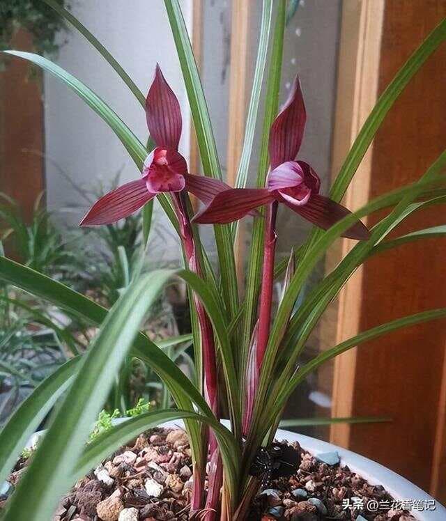 春兰中的完美红素，连国魂都要靠边站，红杆红花，开花自带香水味