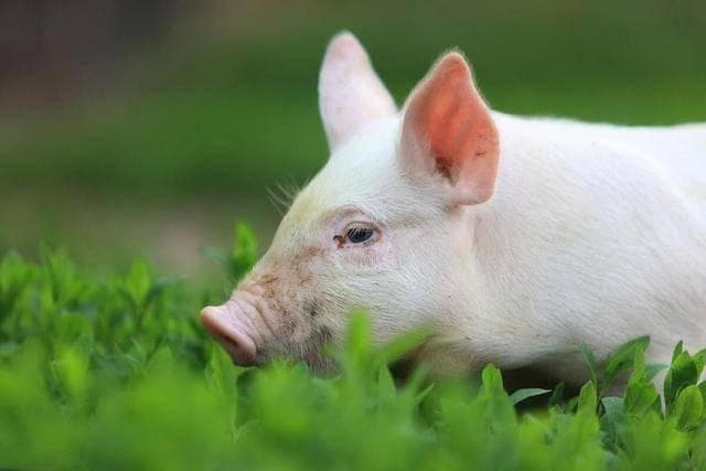 猪脖子肉、大肠等4部位不宜多食，专家提醒