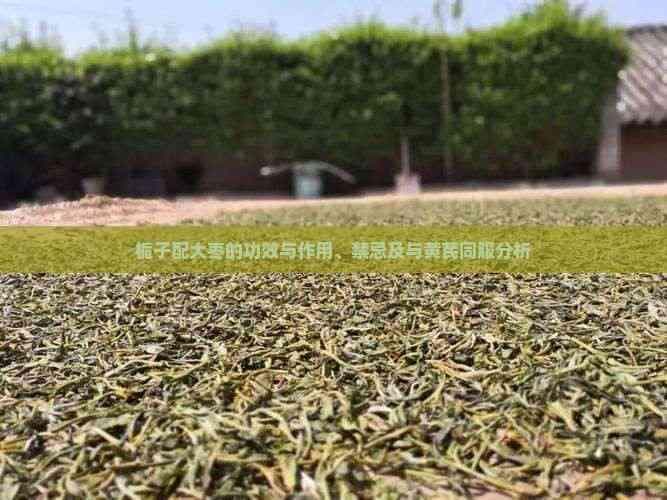 栀子配大枣的功效与作用、禁忌及与黄芪同服分析