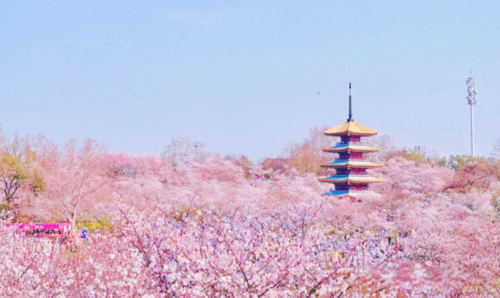 三月江城樱花暴击｜武汉赏樱全地图：解锁满城飞花的N种浪漫姿势
