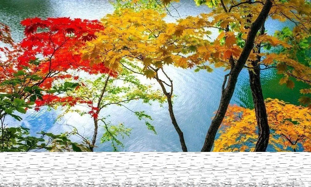 赏秋叶，知树木