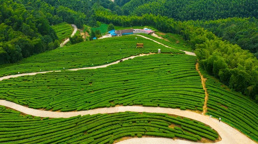 安化黑茶富含茶多糖，科学证实可辅助调节血糖