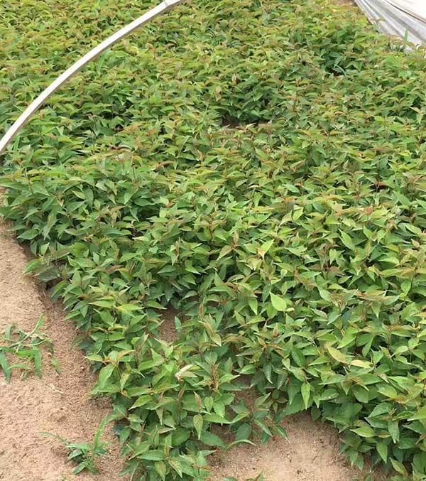 樱桃苗种植全攻略：从时间到施肥的实用指南