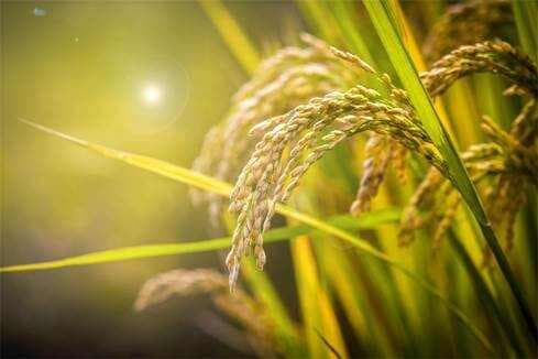芽孢杆菌在农业与环境保护中的崭新角色