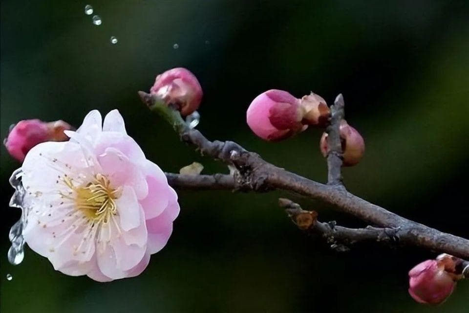 史上最低配的梅花诗人，却写出了史上最高配的梅花诗，最后两句成为千古绝唱