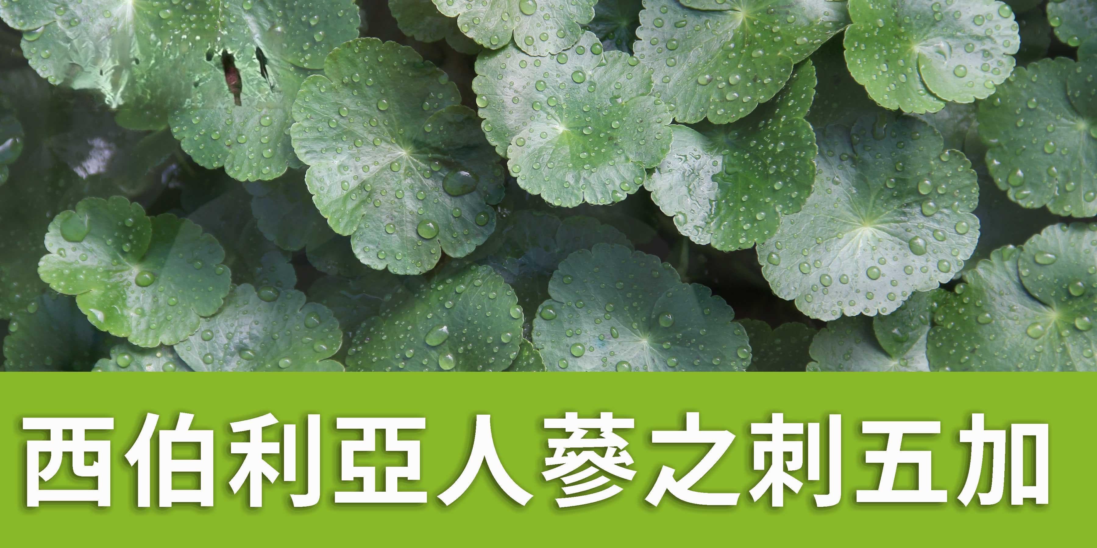 西伯利亞人蔘 刺五加(俗稱老虎牙子)