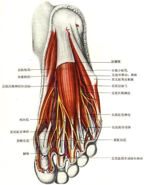 人体解剖学：足底结构详解