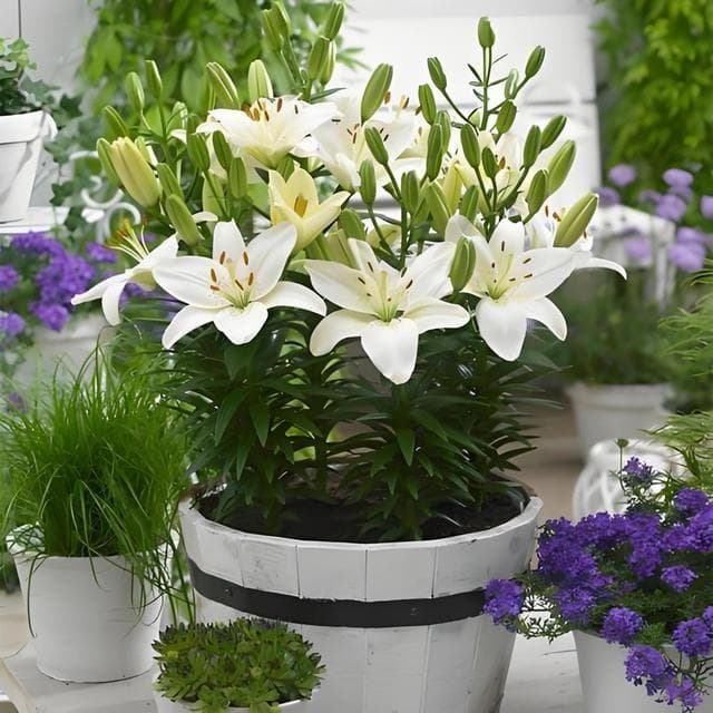 百合花喜阳还是喜阴？室内种植位置全攻略