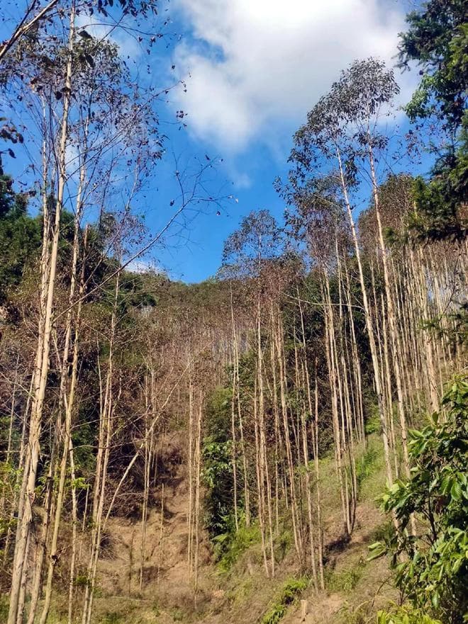 有病治病，有虫杀虫，桉树病虫害防治全攻略