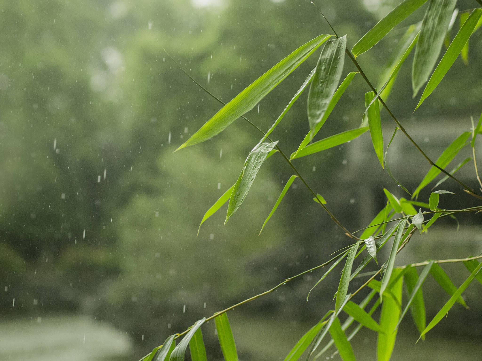 物是人非事事休，欲语泪先流——时光流转中的变迁与情感深度