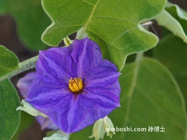紫茄的功效与作用-紫茄花干的功效与作用-紫茄子皮的功效与作用