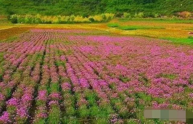 园林苗圃的合理布局和用地选择，你知道吗？