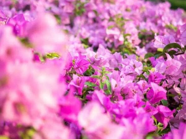 “手机电池故障频发？这些解决方案助您的手机重回巅峰！”