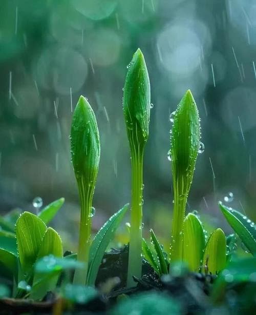 什么是春雨？春雨：滋润万物的生命甘霖!
