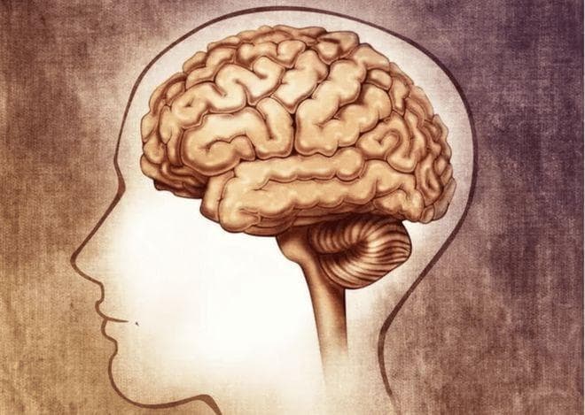 脑袋越大，智商越高？揭秘人类大脑40年的变化
