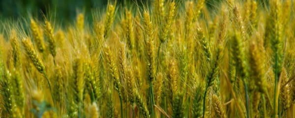 小麦什么时候熟？什么时候播种？一文详解小麦种植与营养价值