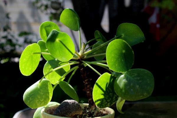 镜面草：一种独特的观叶植物