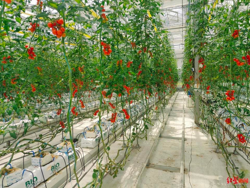 “未来大脑”指导种田！成都有块特殊农田，用AI种番茄、种水稻