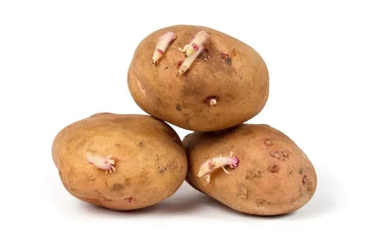 发芽土豆别扔！这些处理方法让你安心过冬