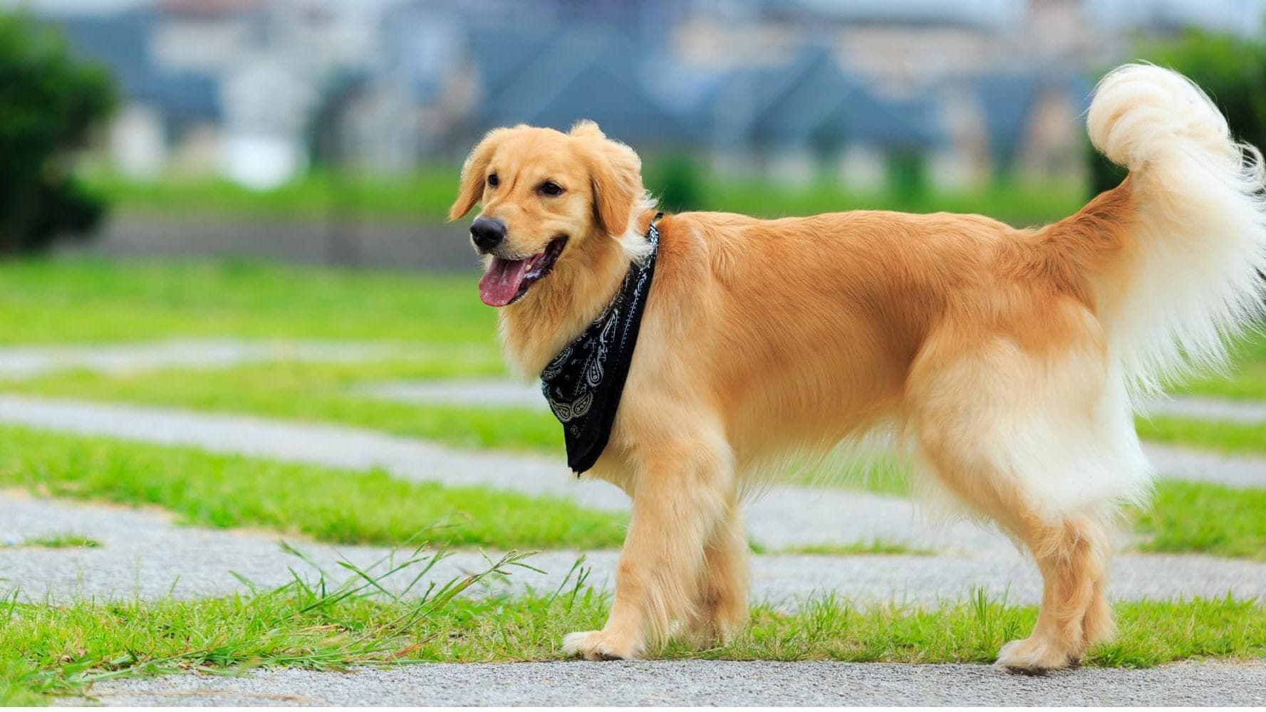 大型犬有哪些品种适合家养