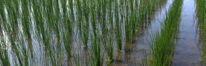 马蹄，一种适合于河流、湖泊和池塘种植的水生植物（介绍马蹄的生长环境和栽培要点）