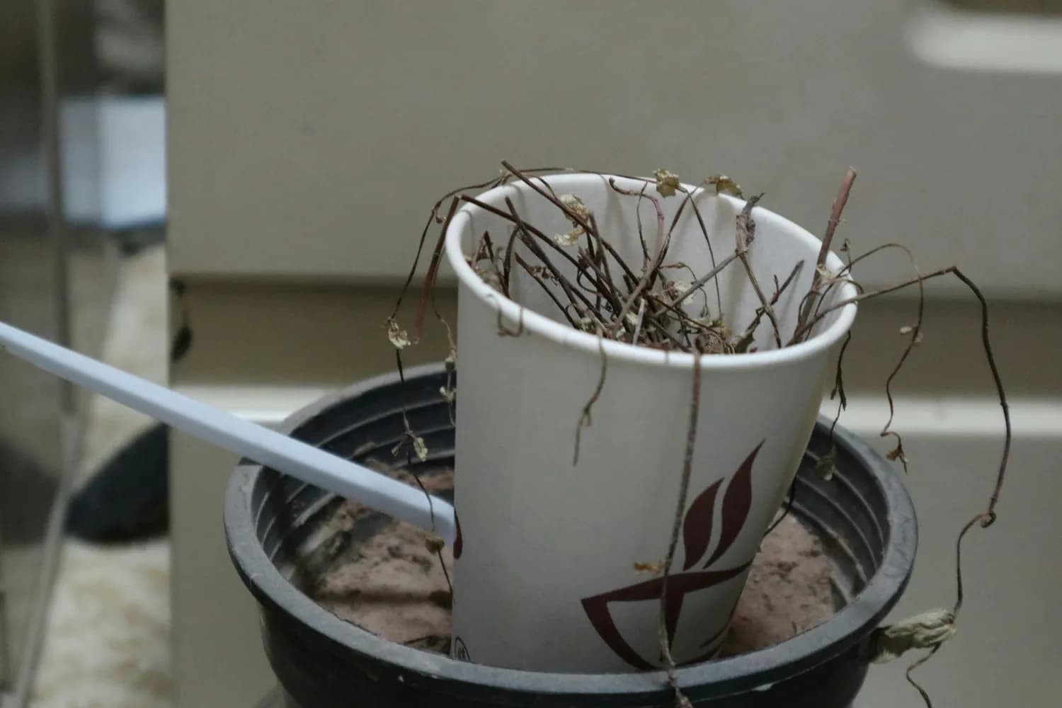 广州医科大学推荐：五指毛桃煲汤