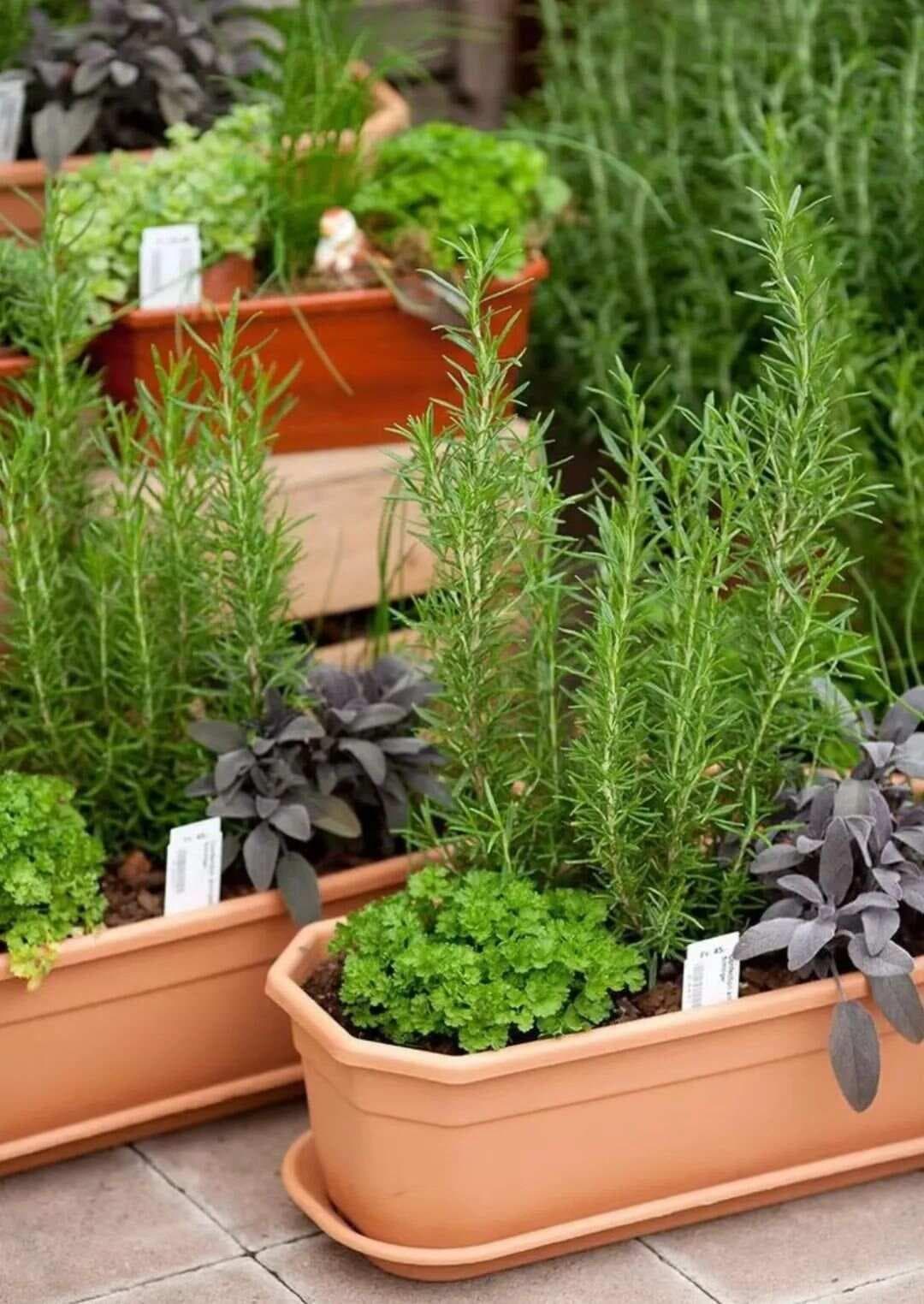 春天到，种点香料吧！家庭可种植香料指南