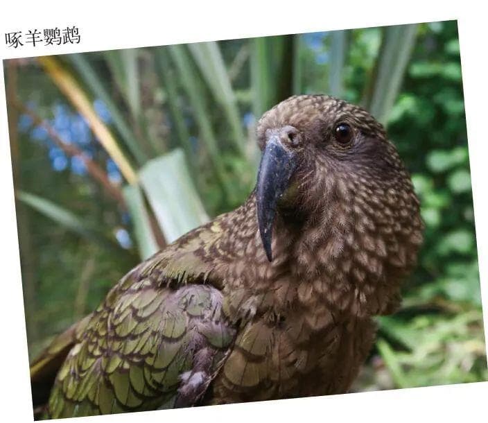 乌鸦与鹦鹉：谁是最聪明的鸟类？