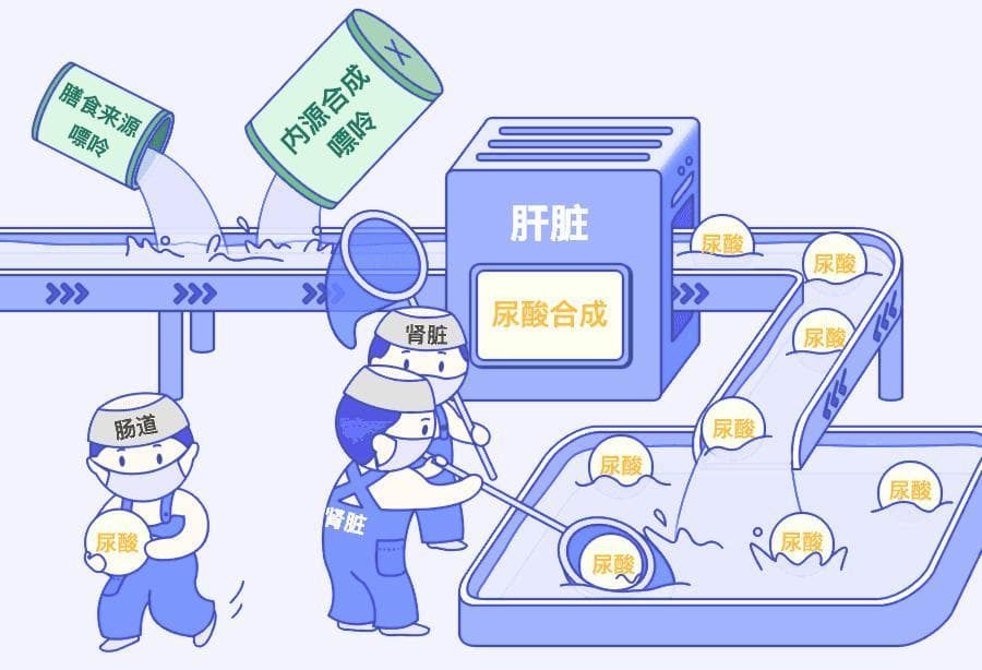 男人的尿酸，是怎么一步步失控的？
