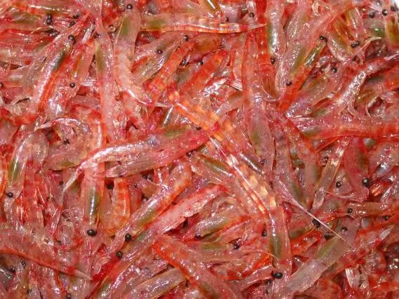 提取出我国第一滴磷虾油！青岛南极磷虾科研实力在全国拔得头筹
