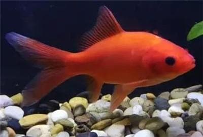 适合新手饲养的六种金鱼：从草金到虎头，总有一款适合你