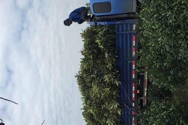 枇杷的守护者：主要病害及防治策略详解