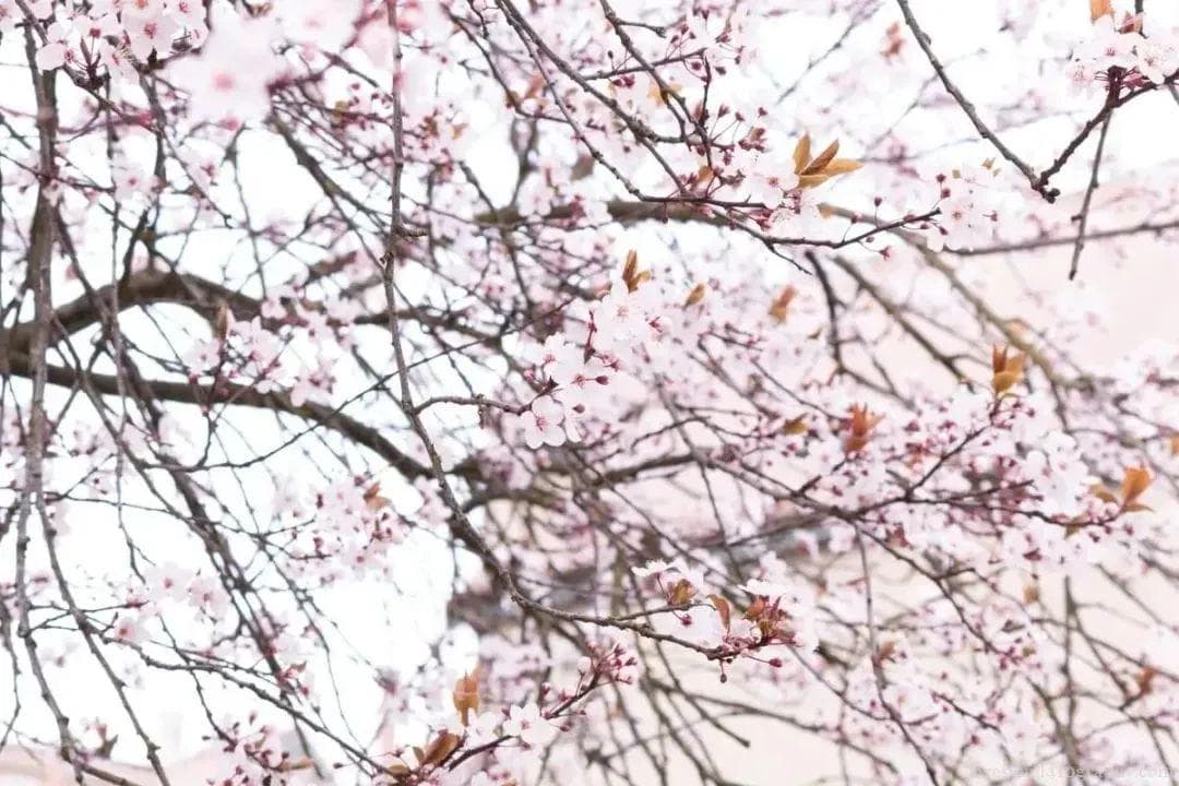 樱花要这么拍才好看
