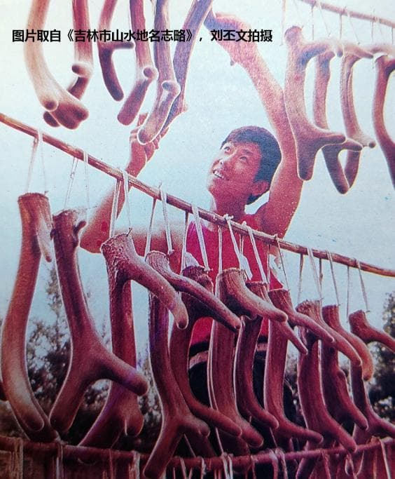 “东北三宝”：人参、貂皮、鹿茸角的前世今生