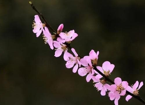 烂桃花和正缘怎么分辨？烂桃花会成为正缘吗？
