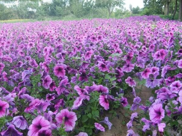 农村最常见的三种花卉：孔雀草、波斯菊和鸡冠花
