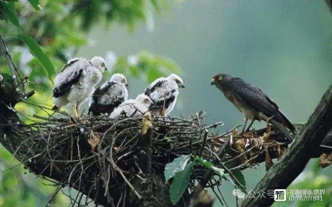 为何鸟窝多窝口朝上？不会被雨淋湿？其实鸟儿很聪明，自有防雨妙招