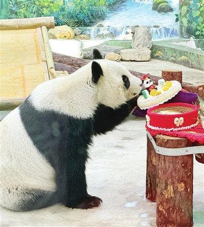 动物园里大熊猫 提前吃上“年夜饭”（图）