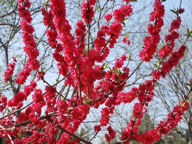 碧桃的花语和寓意