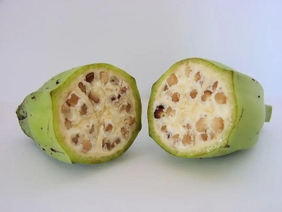 香蕉里的小黑点是它的种子吗？