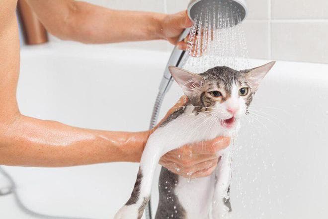 猫咪多久洗一次澡？帮猫咪洗澡需要注意些什么？